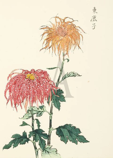 Chrysanthemum - Azuma Kanoko (pastry)