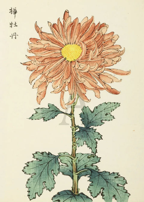 Chrysanthemum - Brown Peony