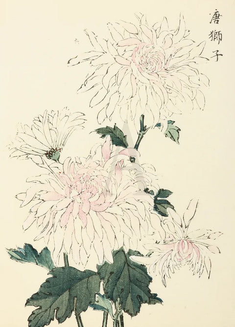 Chrysanthemum - Chinese Lion