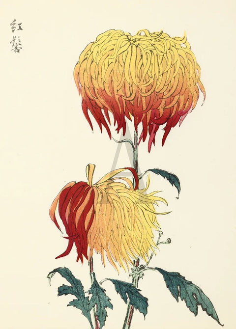 Chrysanthemum - Crimson Beard