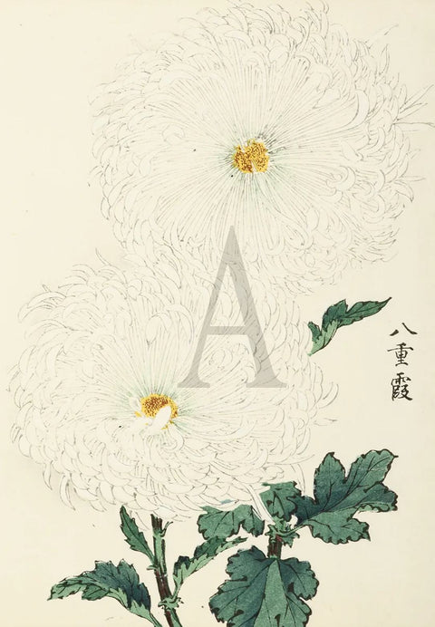 Chrysanthemum - Eight-fold Mist