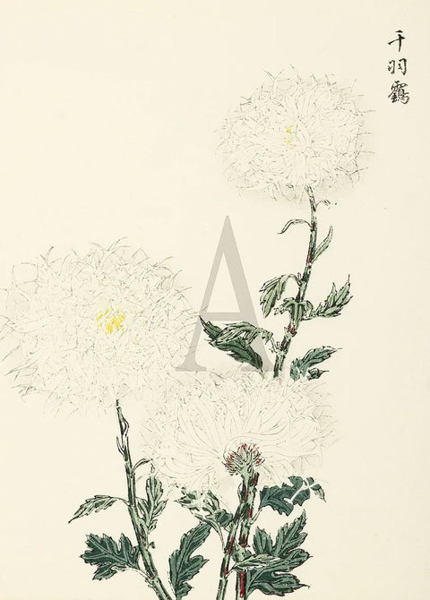Chrysanthemum - Feathery Crane