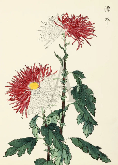 Chrysanthemum - The Genjis and Heikes (red and white)