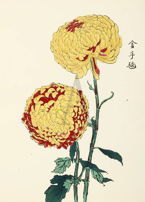 Chrysanthemum - Golden Ball