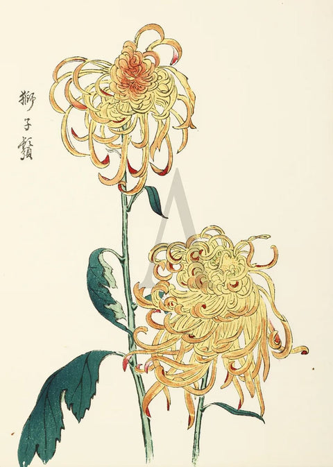 Chrysanthemum - Lion’s whiskers