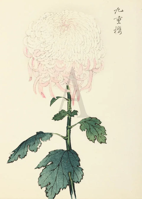 Chrysanthemum - Nine-fold Cherry Blossom