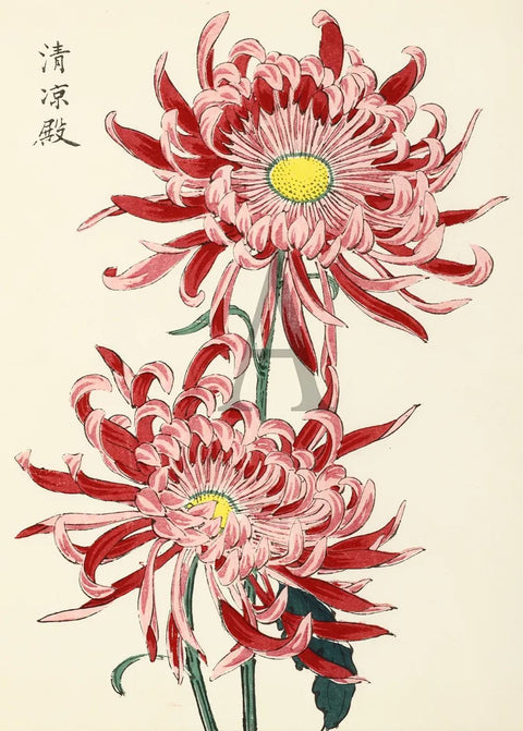 Chrysanthemum - Seiryo Palace