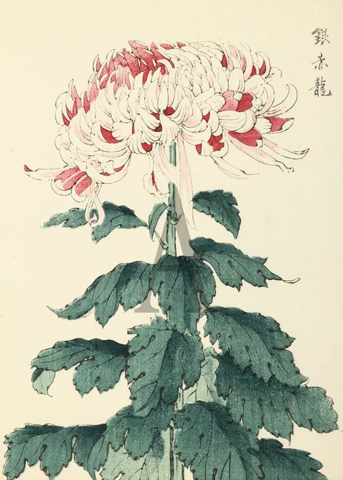 Chrysanthemum - Silver Red Dragon