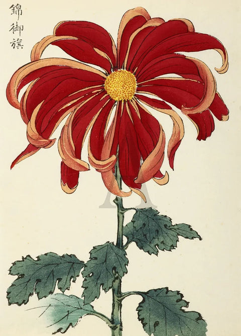Chrysanthemum - Imperial Flag