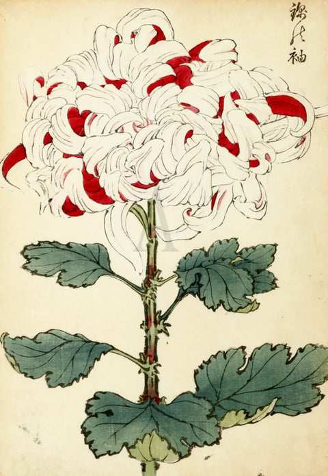 Chrysanthemum – Lustre of sword
